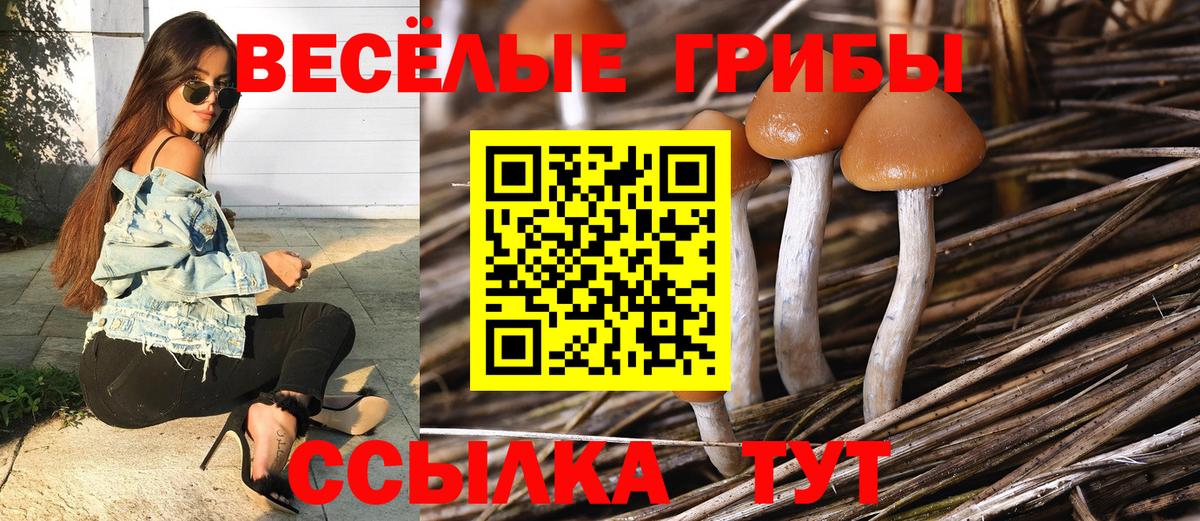 Псилоцибиновые грибы Psilocybe Анапа